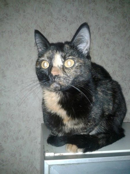 Анатолий Коженов