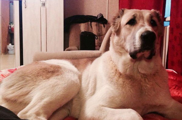 Анюта Чиркунова