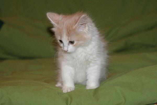 Сергей Модестов