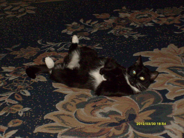 Александр Шведов