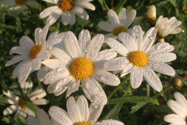 Наталья Хлыстун