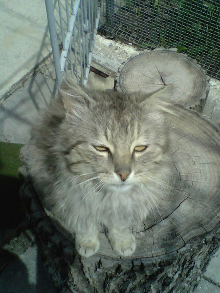 Виктор Ларьков