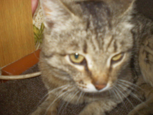 Ирина Зловидова