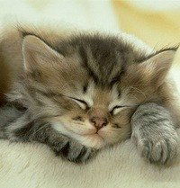 Елена Матвеева