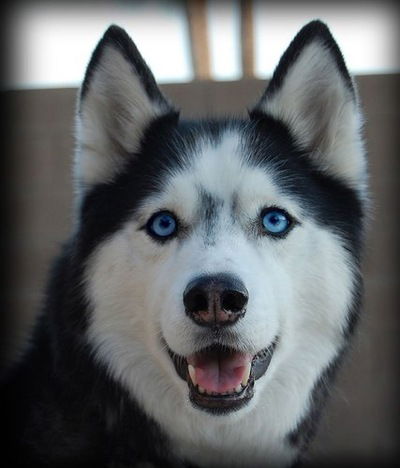 Дима Глухов