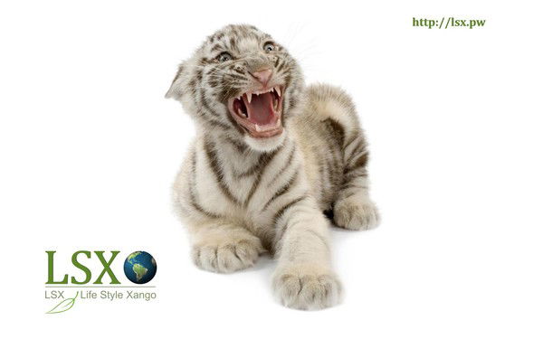 Чынгыз Айтмаматов