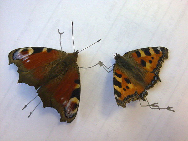 Анна Мазанова