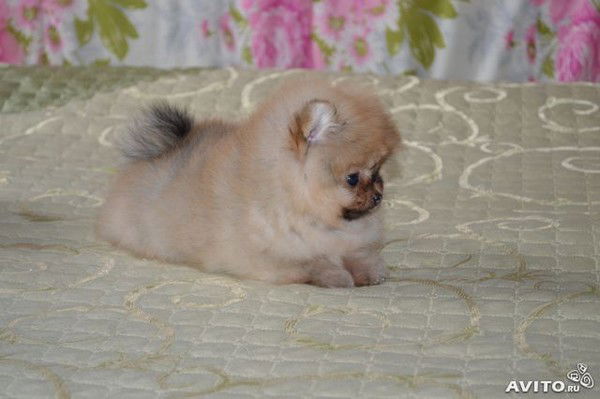 Ольга Антонова