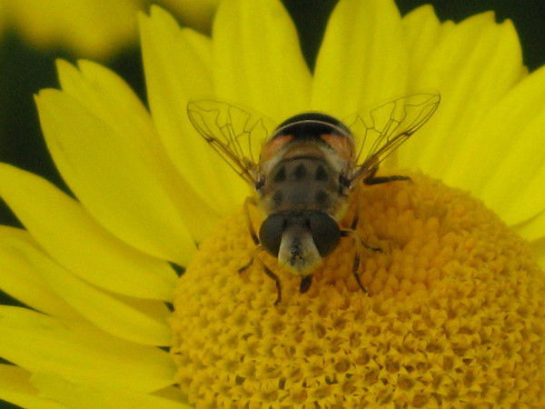 Татьяна Борисова