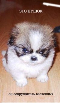 Димка Андреев