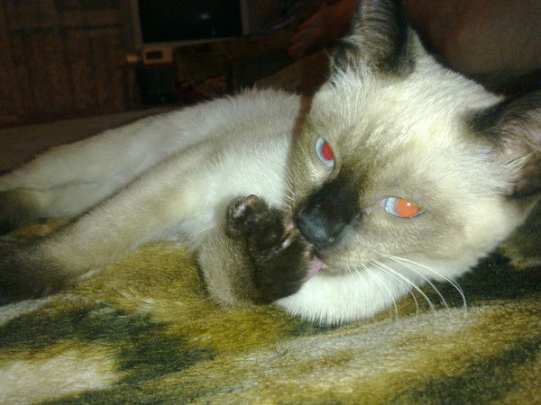 Виктор Руденко