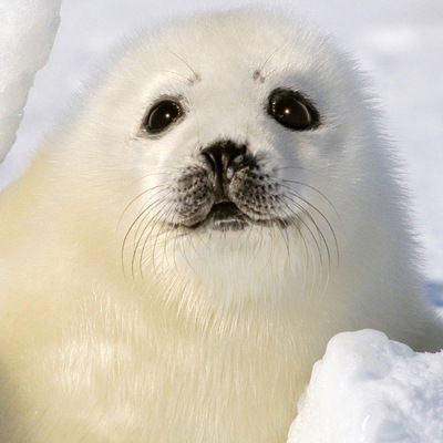 Данил Смехов