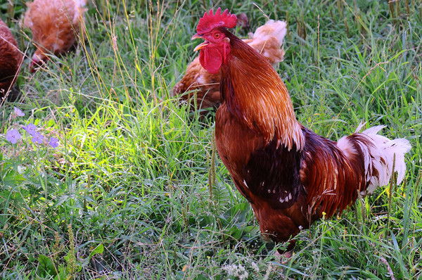 Борис Мусин