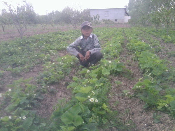 Гулбарчын Ташова