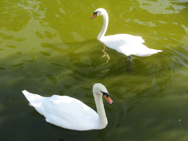 Тамара Татарова