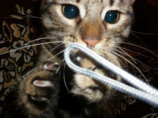 Галина Козицкая