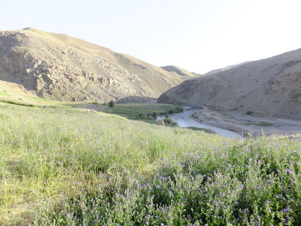 Алихан Рамози