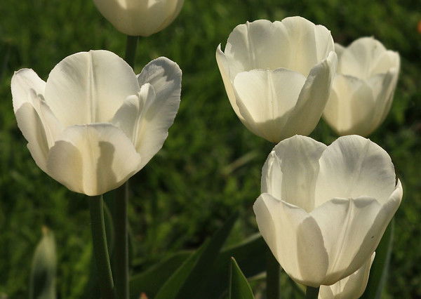 Люблю Мужчину