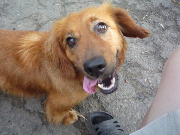 Собака Жуля