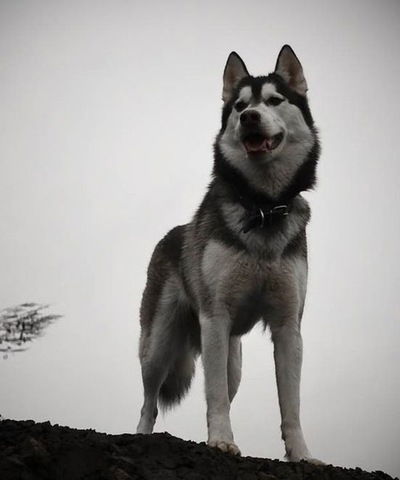 Данил Ермолович