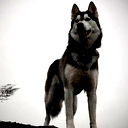 Данил Ермолович