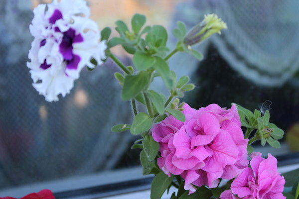 Жанна Пикельная