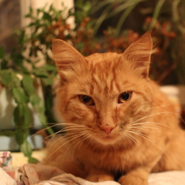 Ира Боголюбова