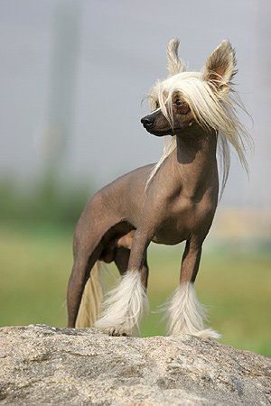 Оленька Оленка