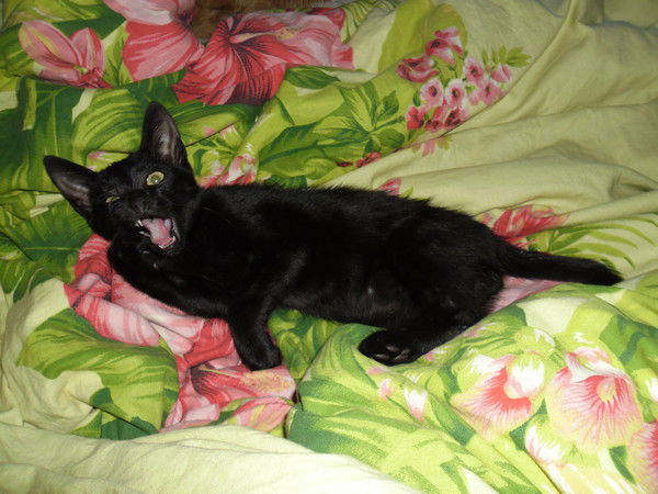 Владимир Пунич