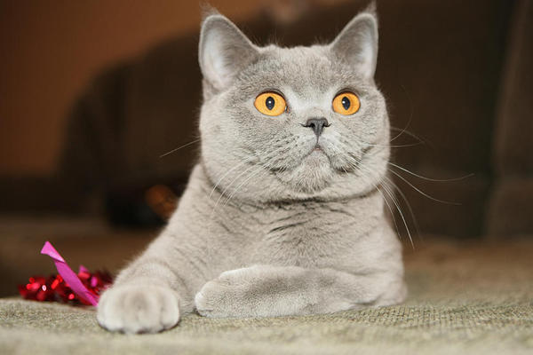 Лариса Мирошник