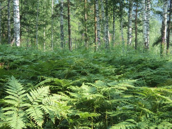 Александра Анашкина