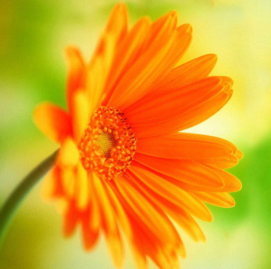 Наталья Аляпкина