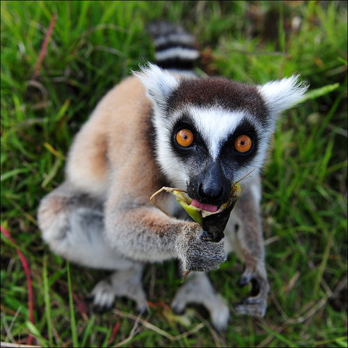 Андрей Андрей