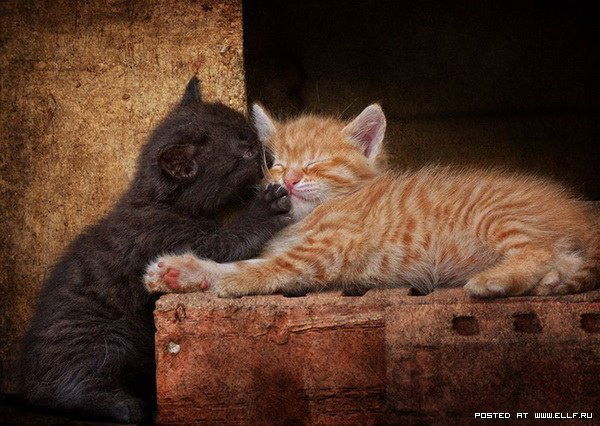 Ольга Селихова