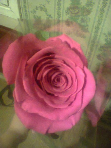 Люблю Аватарию