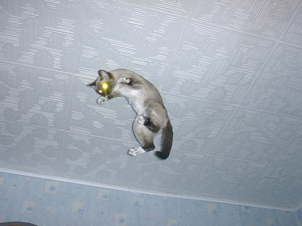 Светлана Головацкая