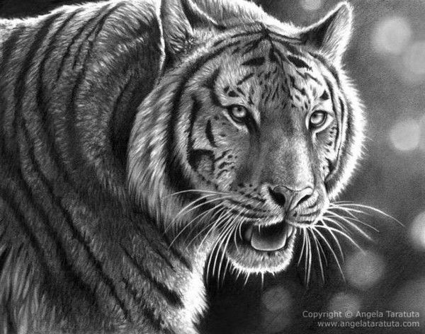 Александр Чеботарёв