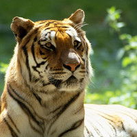 Дмитрий Тяк