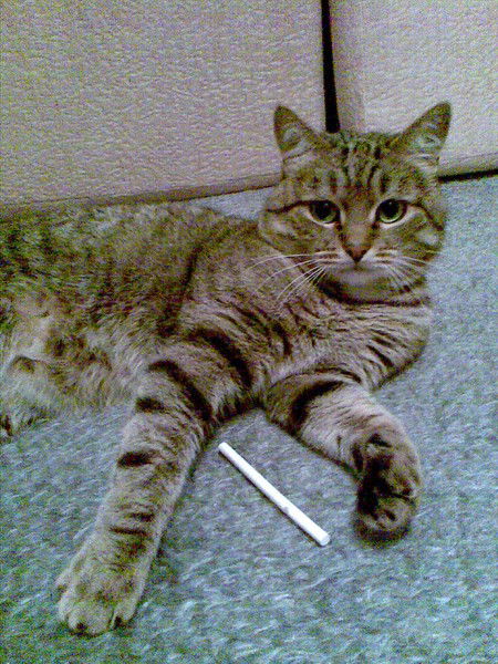 Наталия Фомкина