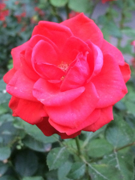 Асель Амирбаева