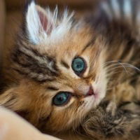 Анастасия Силкина