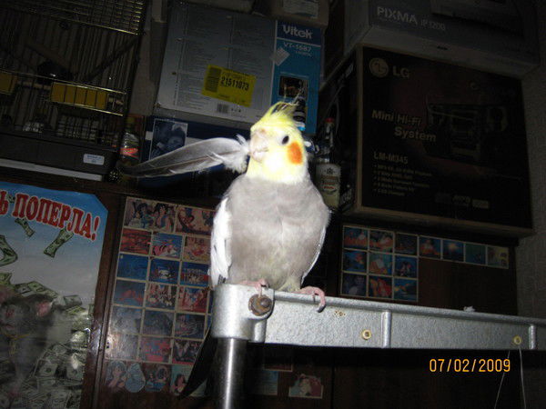 Николай Войтенков