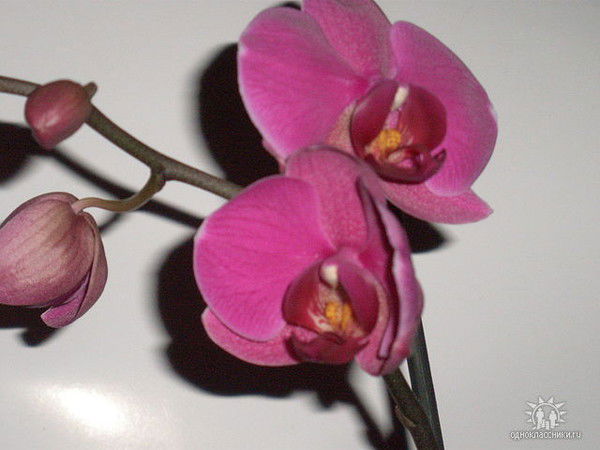 Ольга Приймак