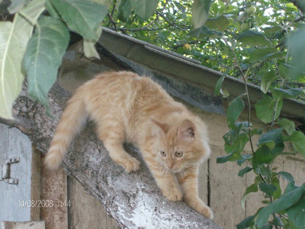 Марсель Вахитов