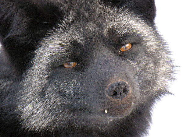 Андрей Корнев