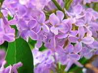 Зоя Пахритдинова