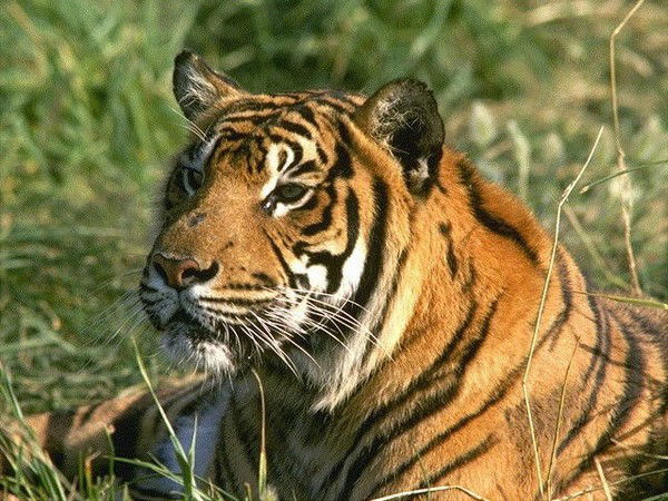 Захар Назаров