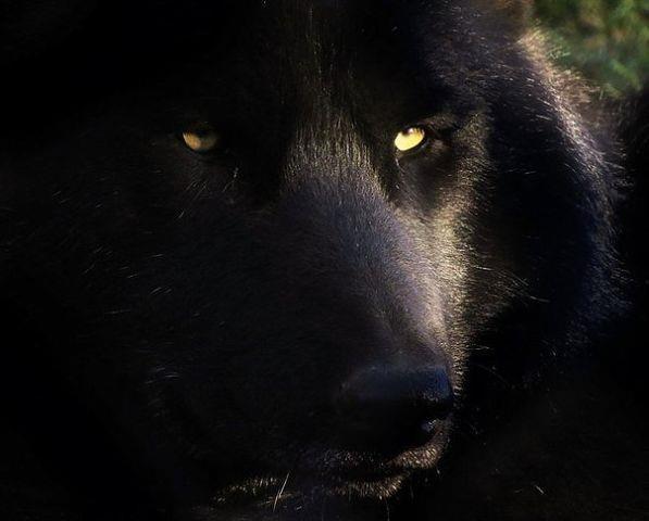 Сеня Меченый