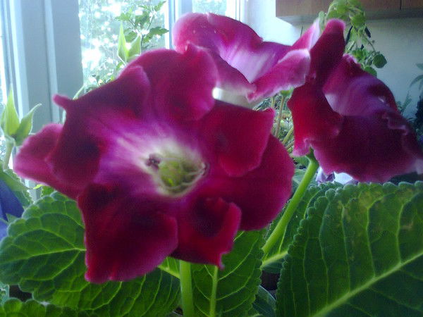 Евгения Ким