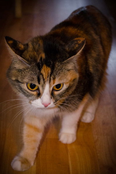 Евгения Аскарова